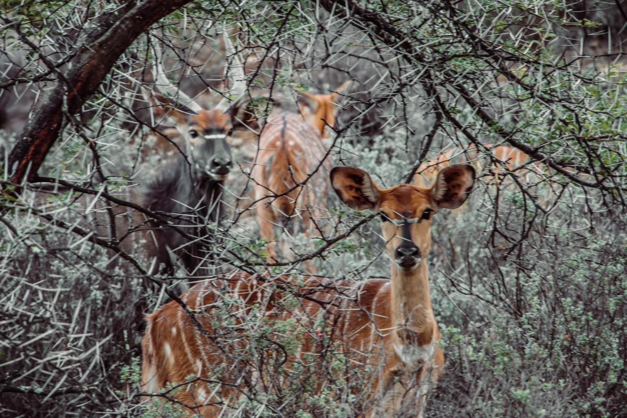 Wildehondekloof Game Lodge Matjiesrivier  Екстер'єр фото