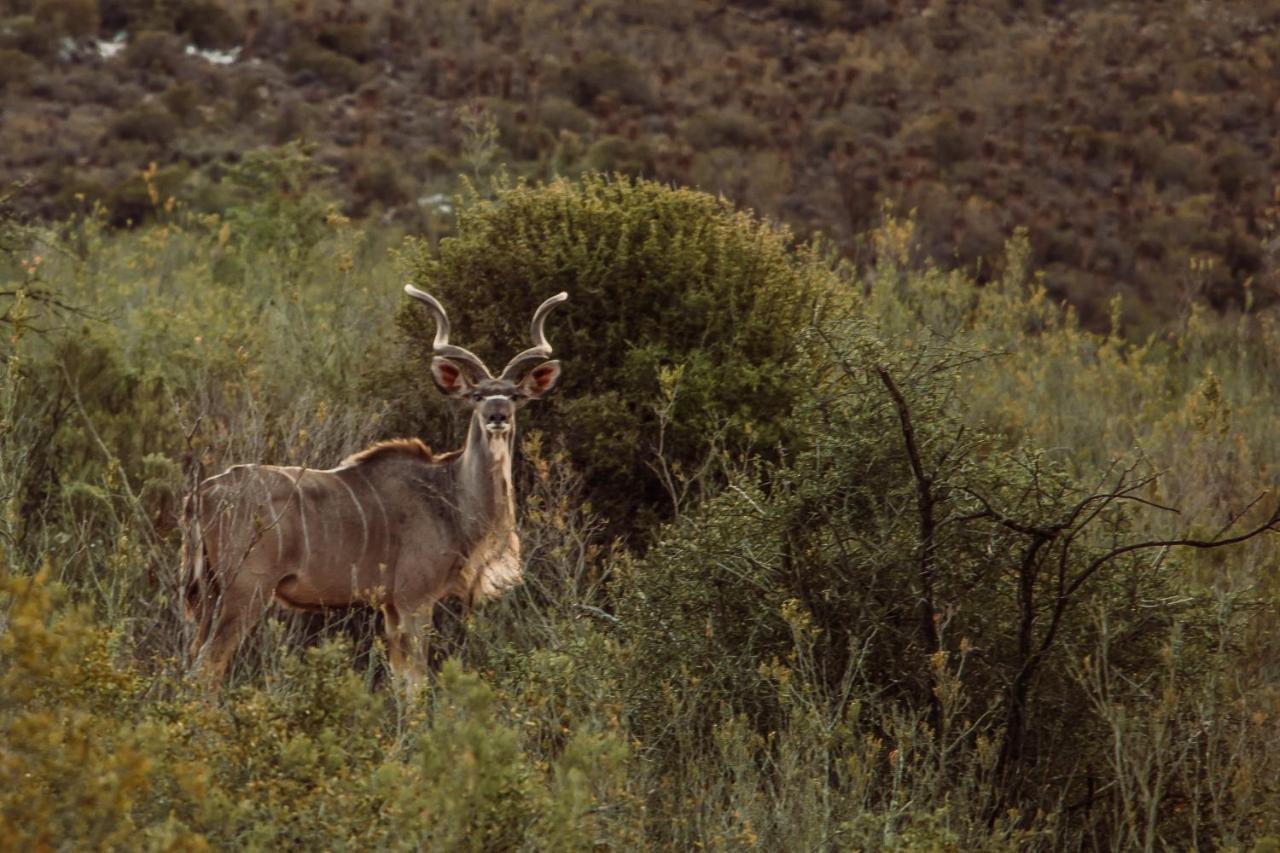 Wildehondekloof Game Lodge Matjiesrivier  Екстер'єр фото