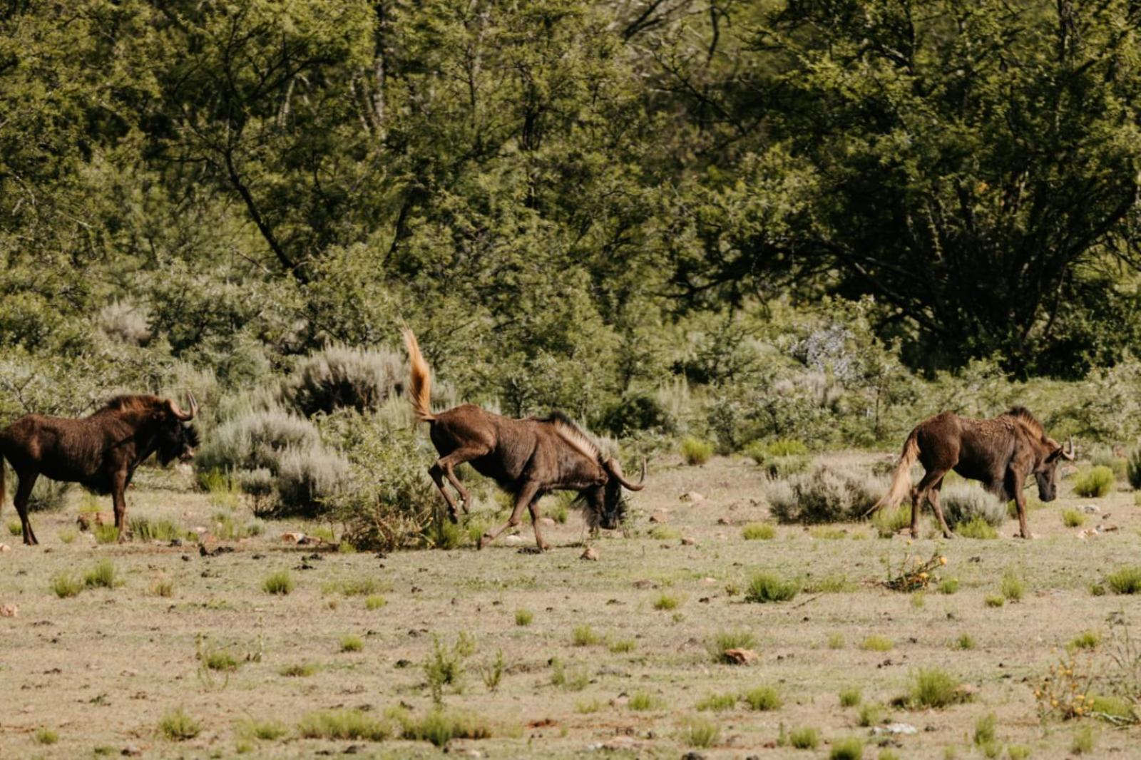 Wildehondekloof Game Lodge Matjiesrivier  Екстер'єр фото