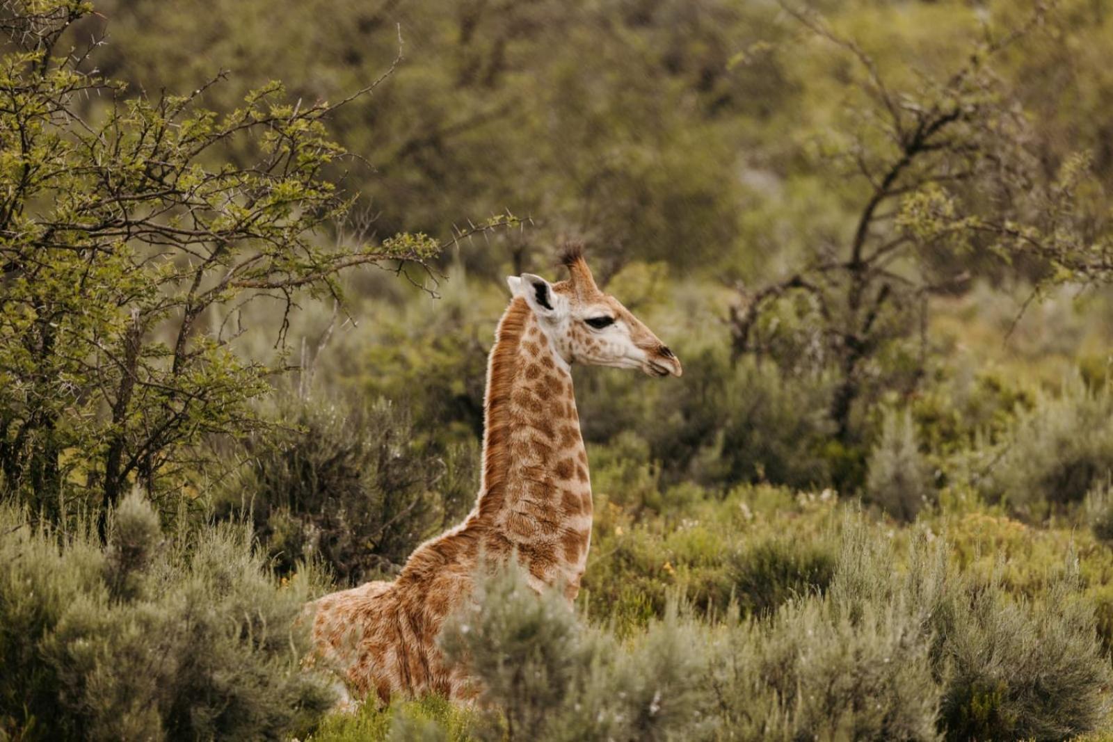 Wildehondekloof Game Lodge Matjiesrivier  Екстер'єр фото