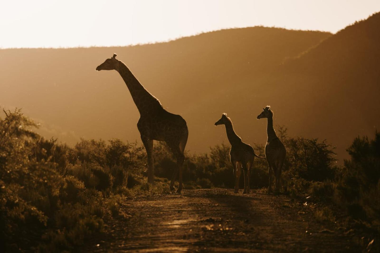 Wildehondekloof Game Lodge Matjiesrivier  Екстер'єр фото