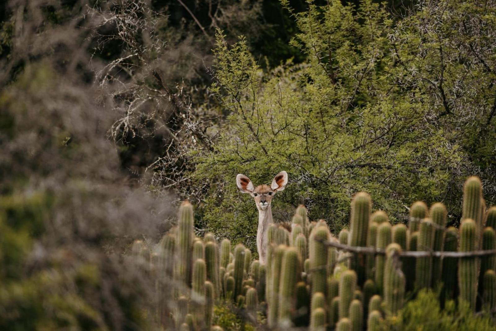 Wildehondekloof Game Lodge Matjiesrivier  Екстер'єр фото