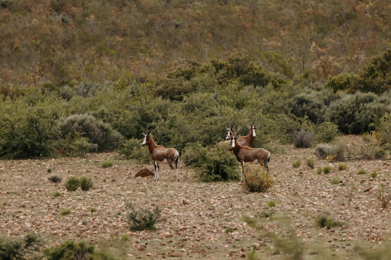 Wildehondekloof Game Lodge Matjiesrivier  Екстер'єр фото