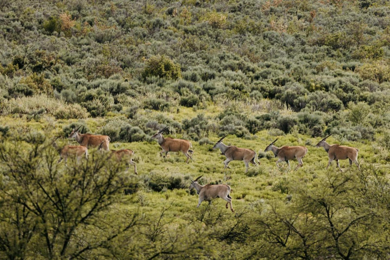 Wildehondekloof Game Lodge Matjiesrivier  Екстер'єр фото