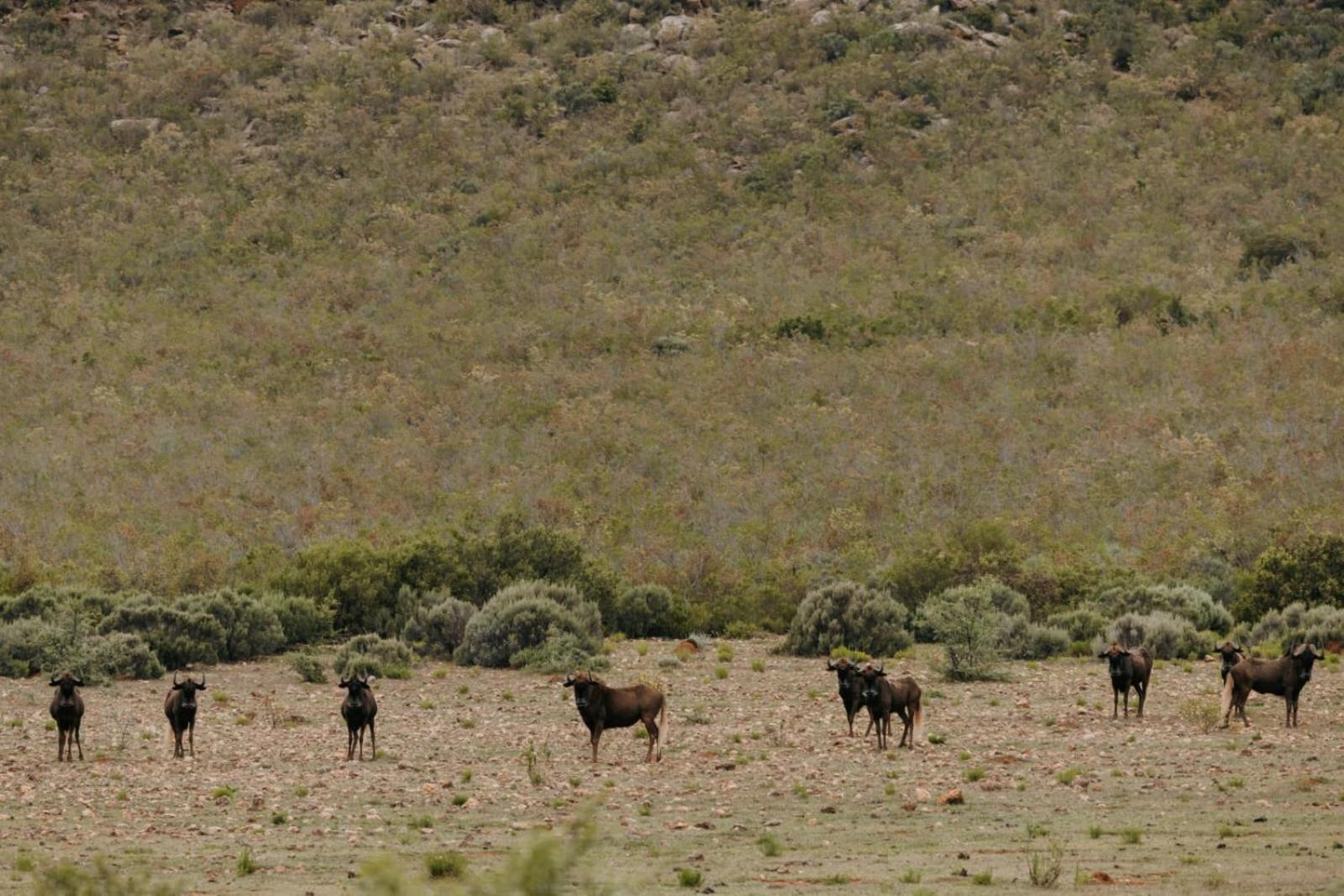Wildehondekloof Game Lodge Matjiesrivier  Екстер'єр фото