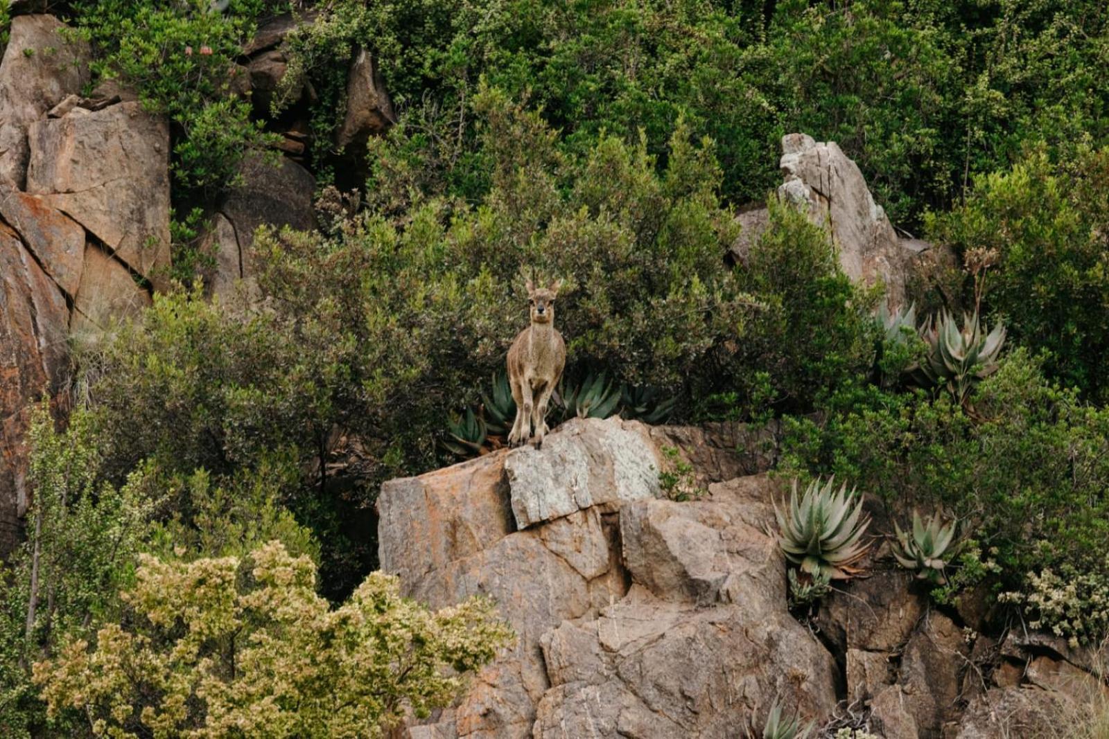 Wildehondekloof Game Lodge Matjiesrivier  Екстер'єр фото