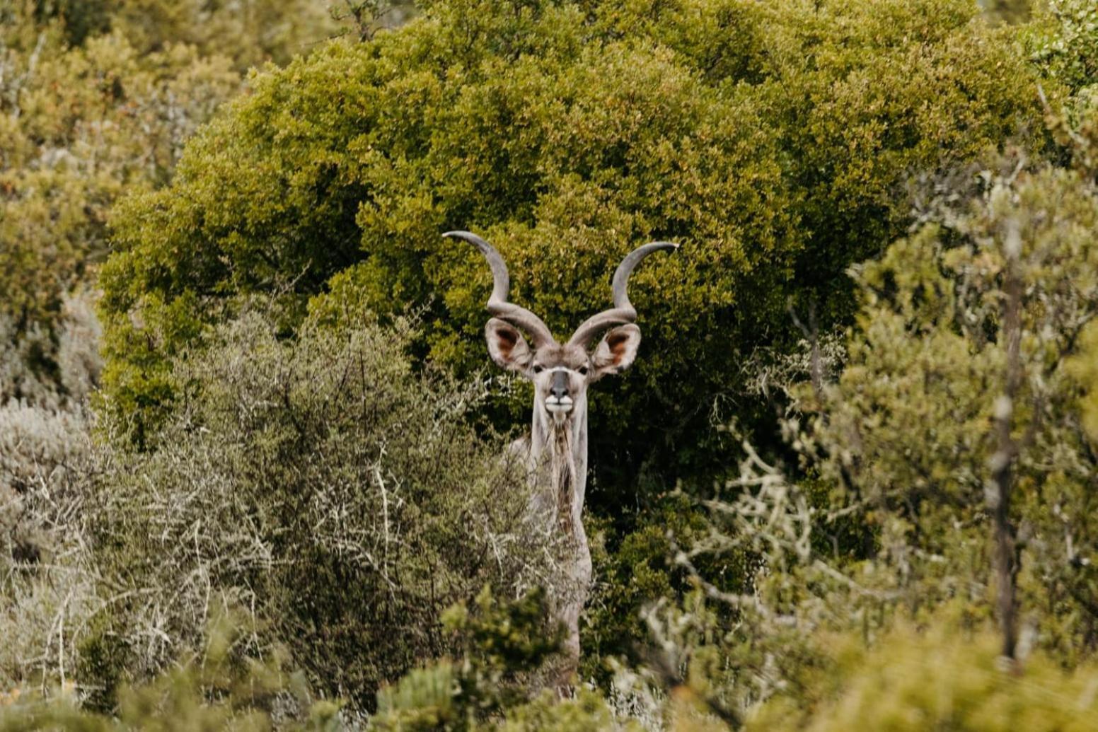 Wildehondekloof Game Lodge Matjiesrivier  Екстер'єр фото