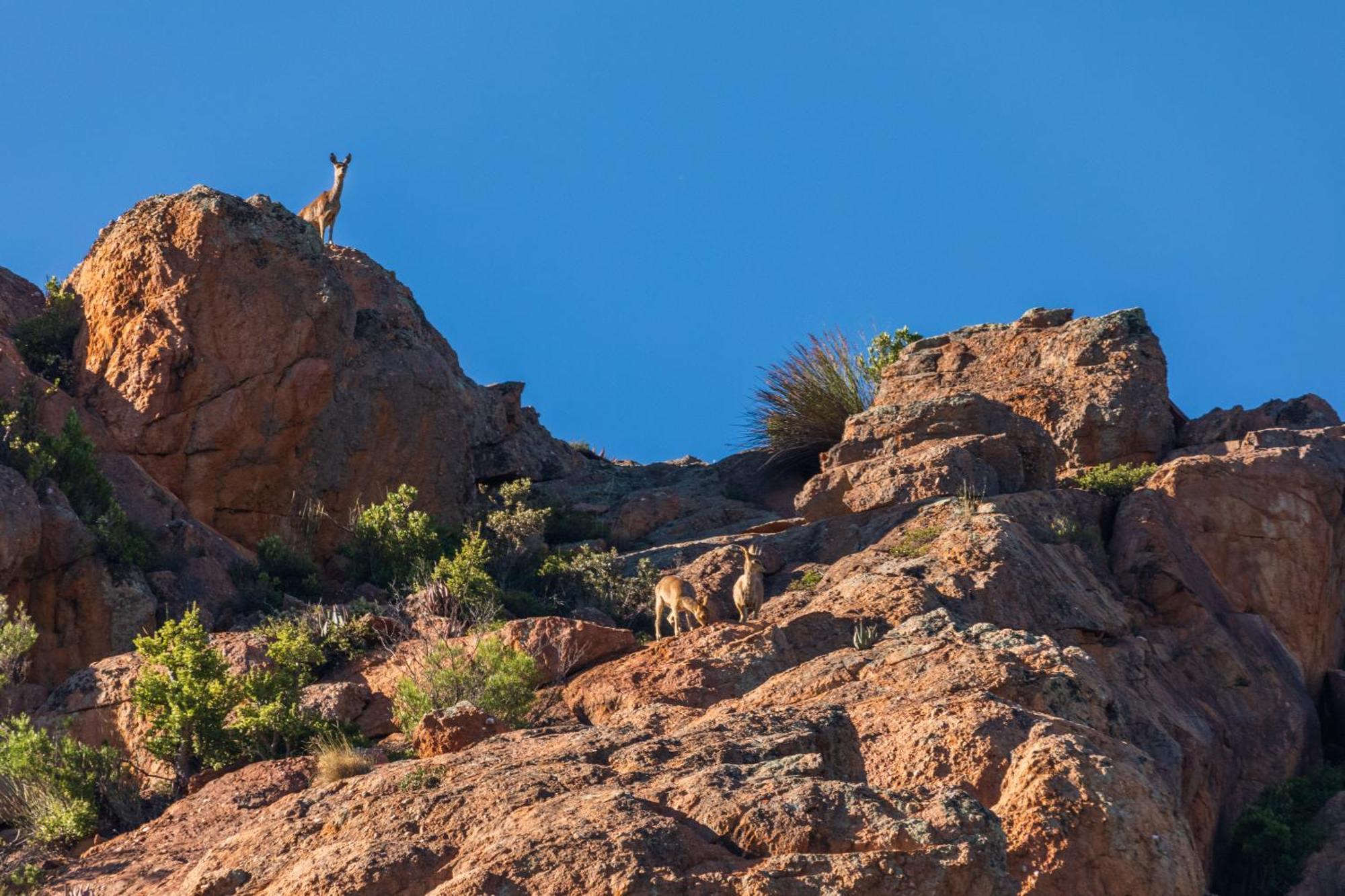 Wildehondekloof Game Lodge Matjiesrivier  Екстер'єр фото