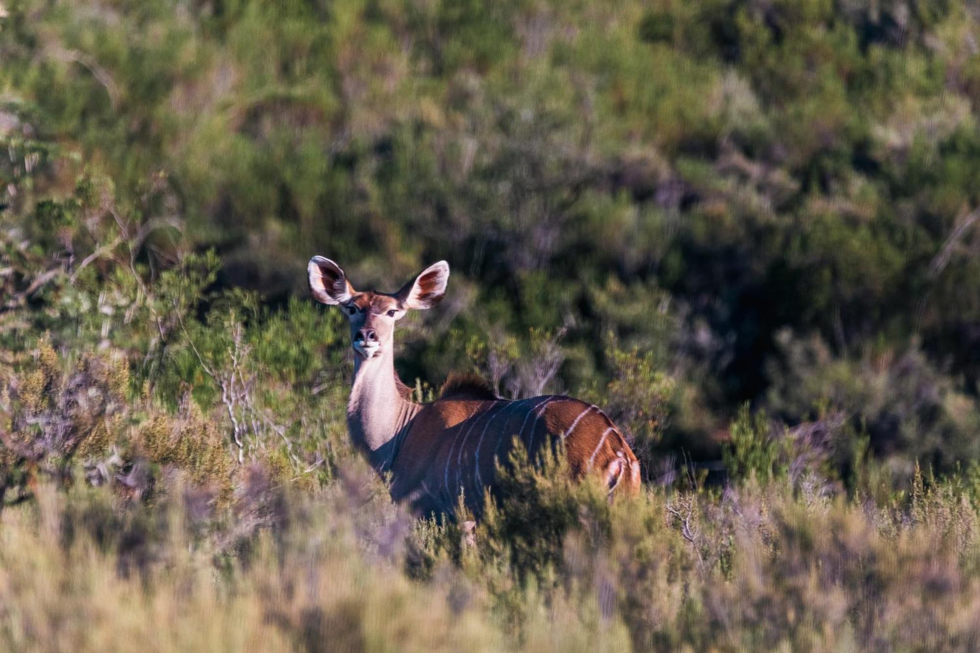 Wildehondekloof Game Lodge Matjiesrivier  Екстер'єр фото