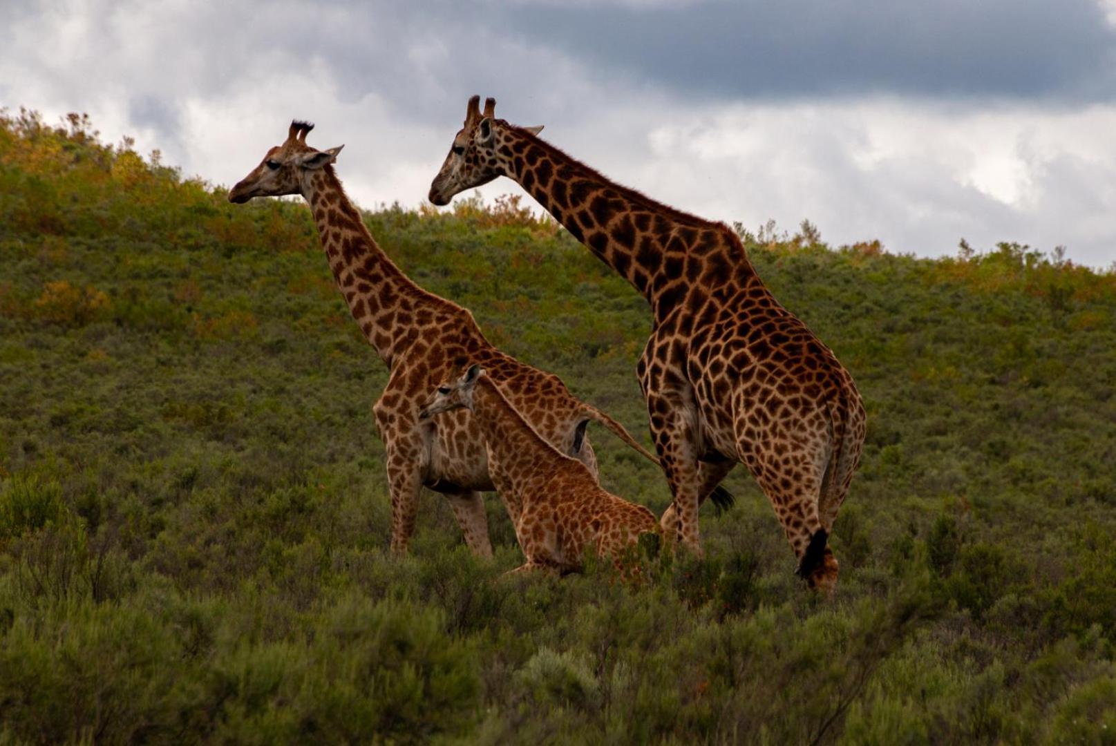 Wildehondekloof Game Lodge Matjiesrivier  Екстер'єр фото