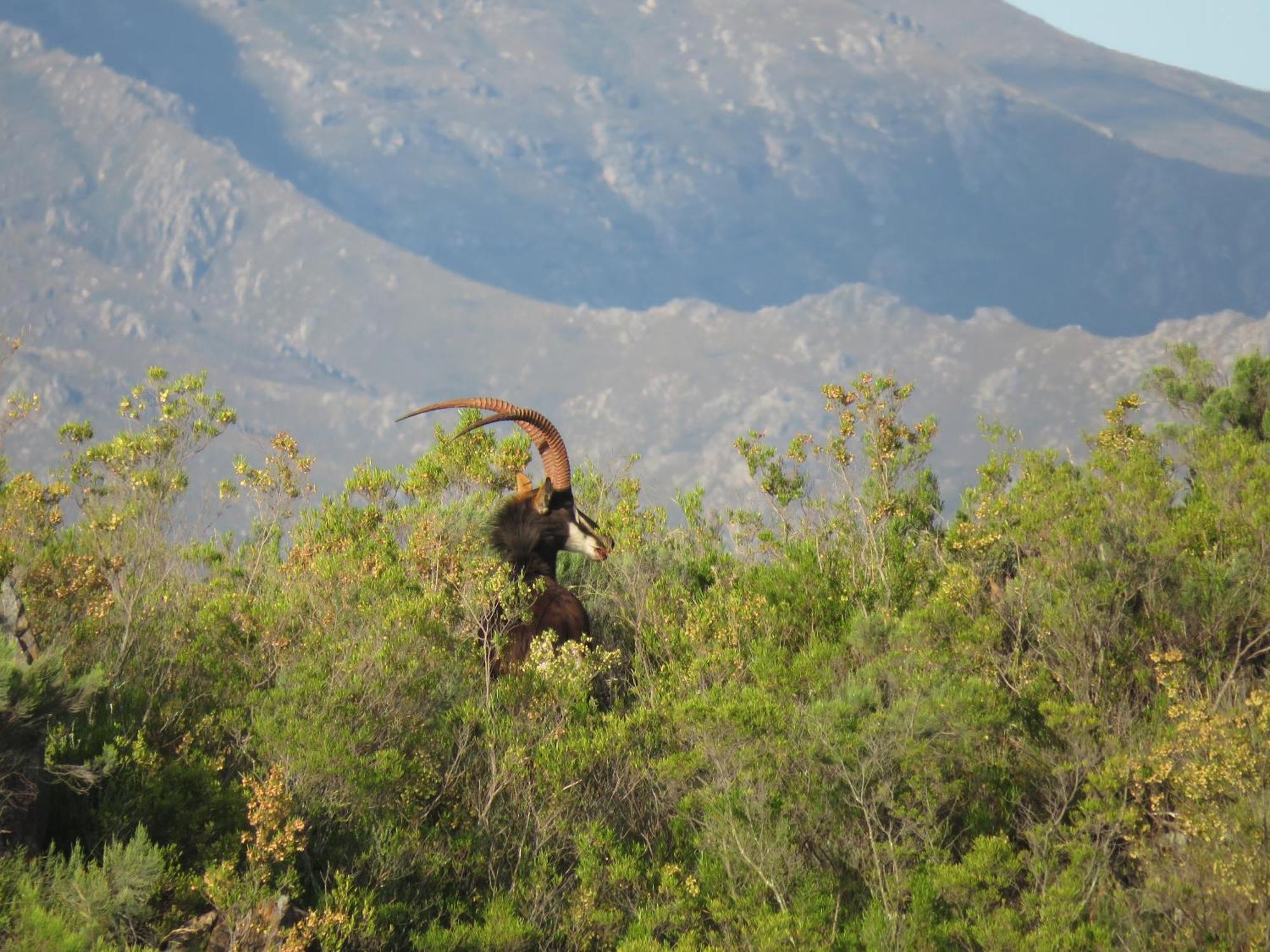 Wildehondekloof Game Lodge Matjiesrivier  Екстер'єр фото