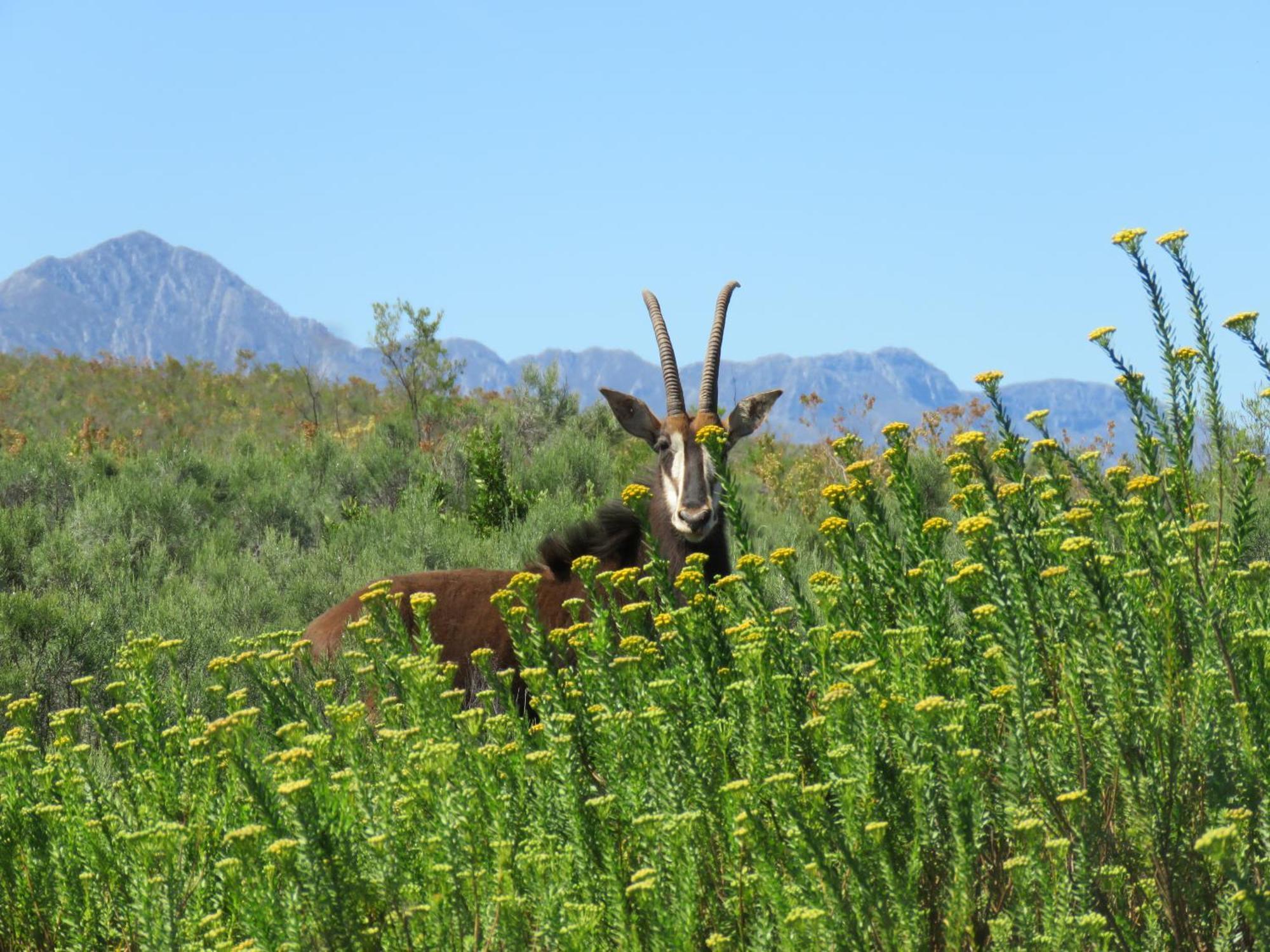 Wildehondekloof Game Lodge Matjiesrivier  Екстер'єр фото