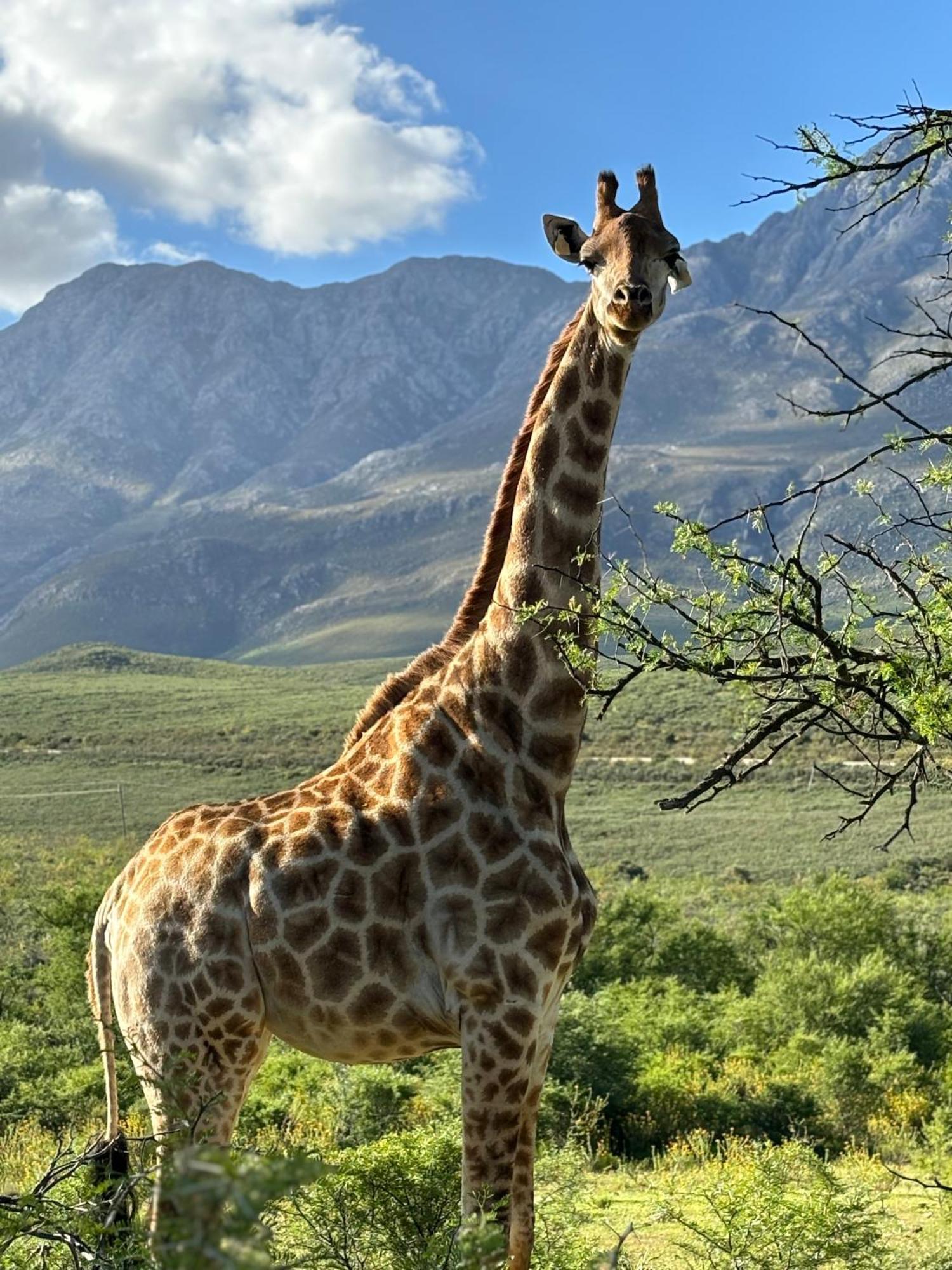 Wildehondekloof Game Lodge Matjiesrivier  Екстер'єр фото