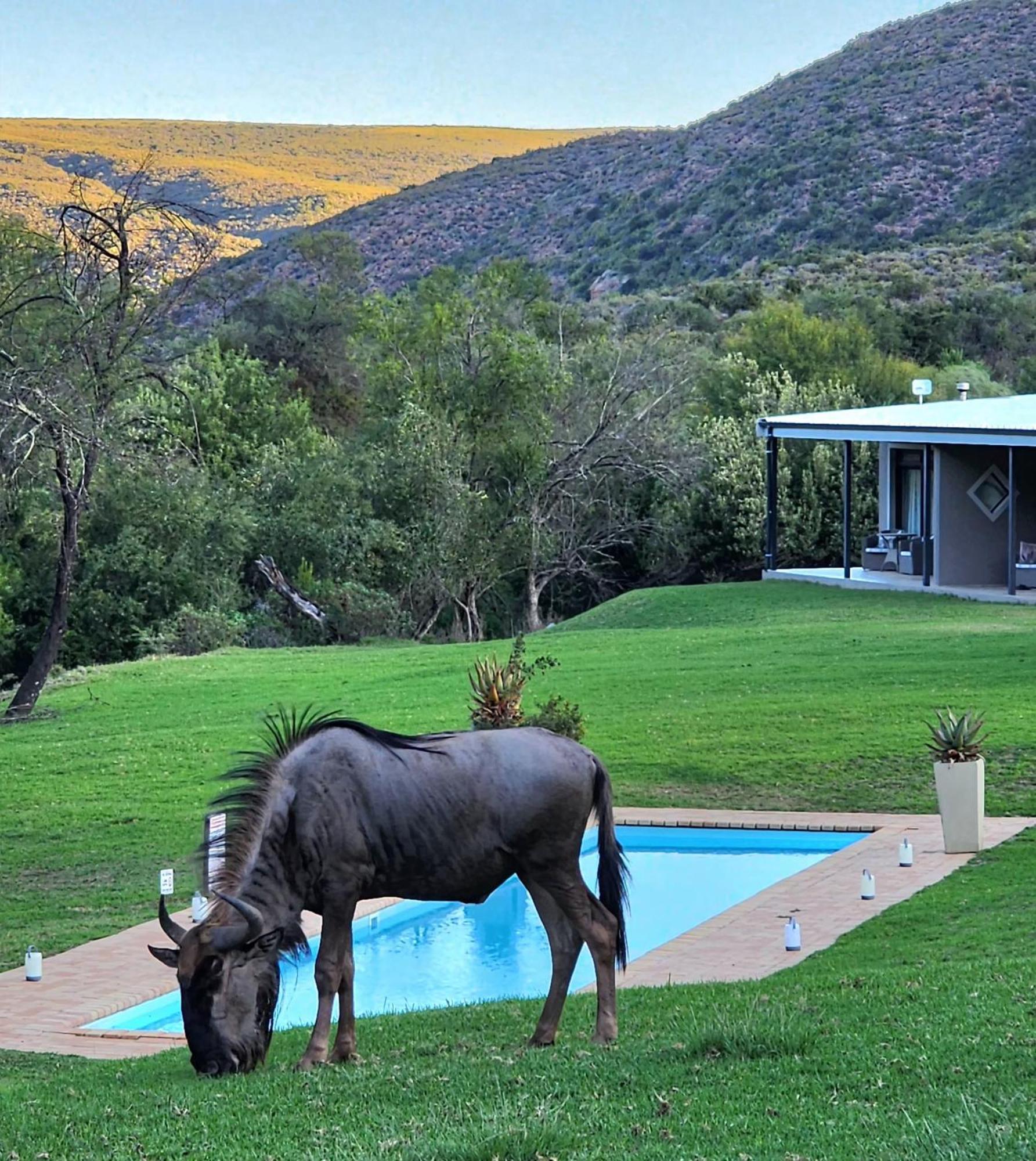 Wildehondekloof Game Lodge Matjiesrivier  Екстер'єр фото