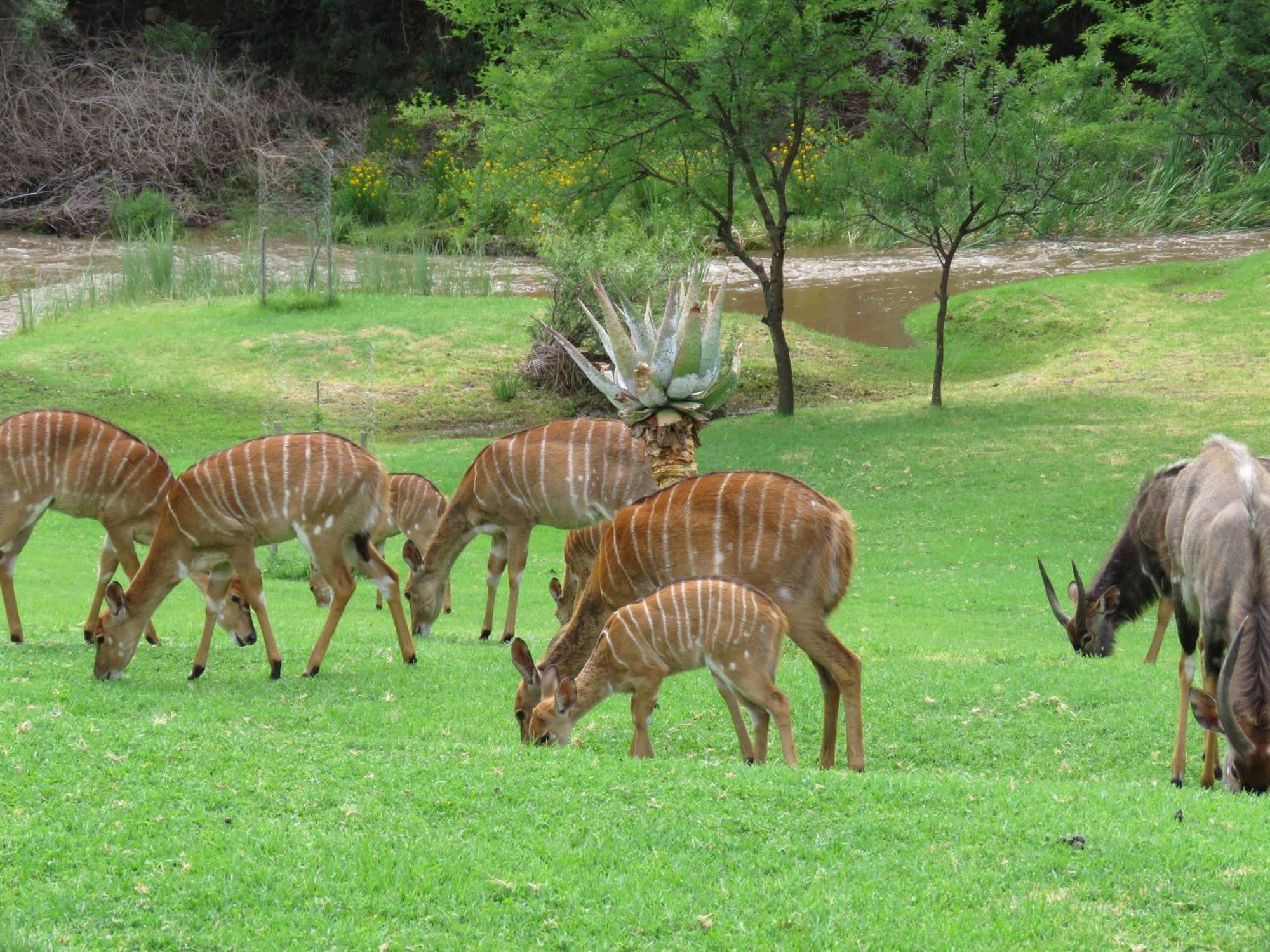 Wildehondekloof Game Lodge Matjiesrivier  Екстер'єр фото